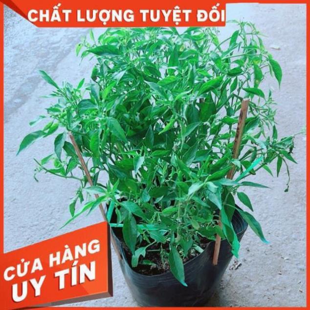 Bụi Ớt Hiểm