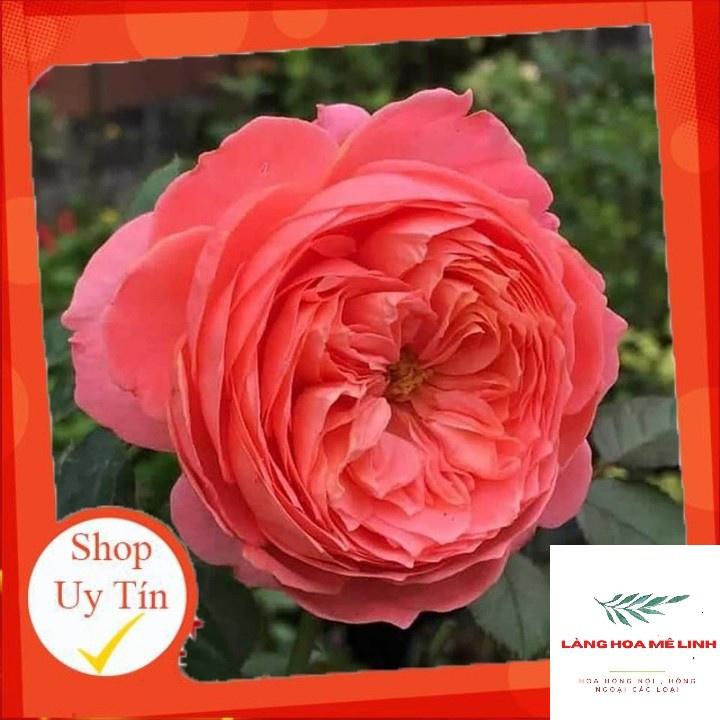 Hoa hồng thân gỗ dáng tree cực xinh- chọn màu theo yêu cầu khách hàng