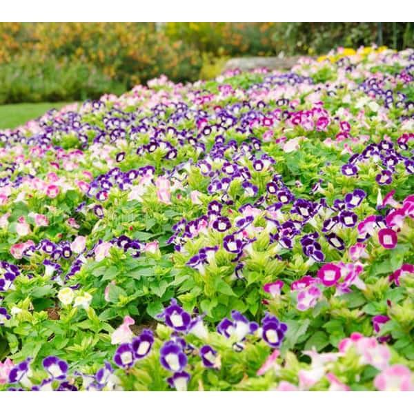 Hạt giống hoa Mắt Nai Mix - 10hat/gói