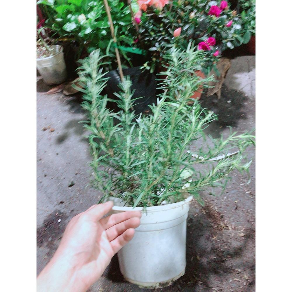 Cây Hương Thảo
