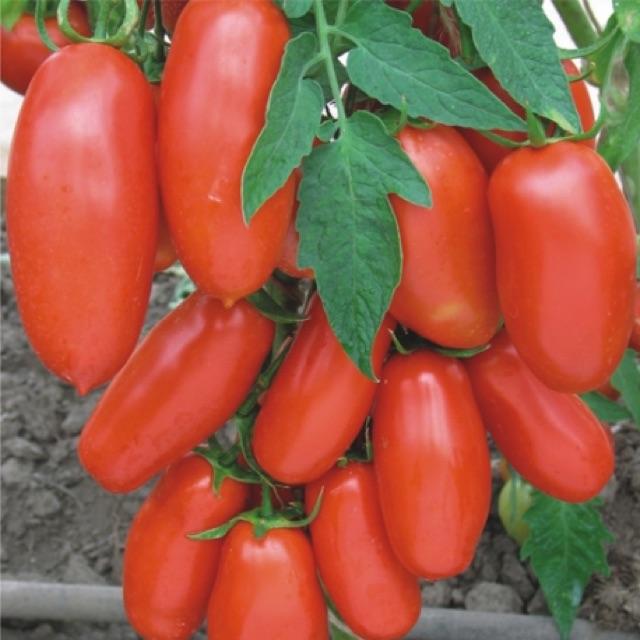 Hạt giống cà chua chuối