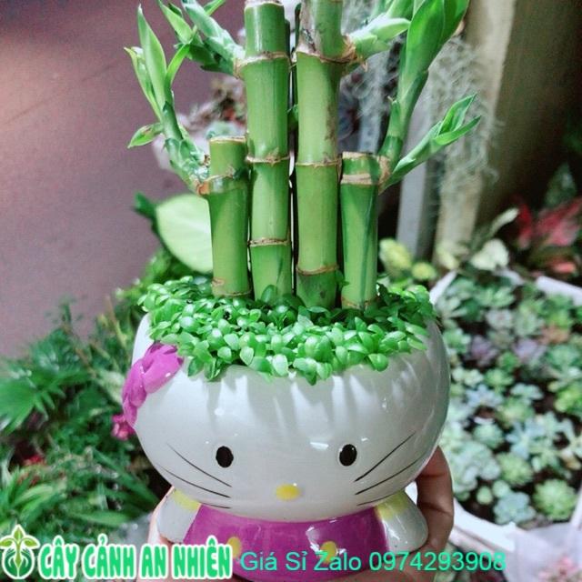 Chậu Trúc Phát Tài Mèo Kitty