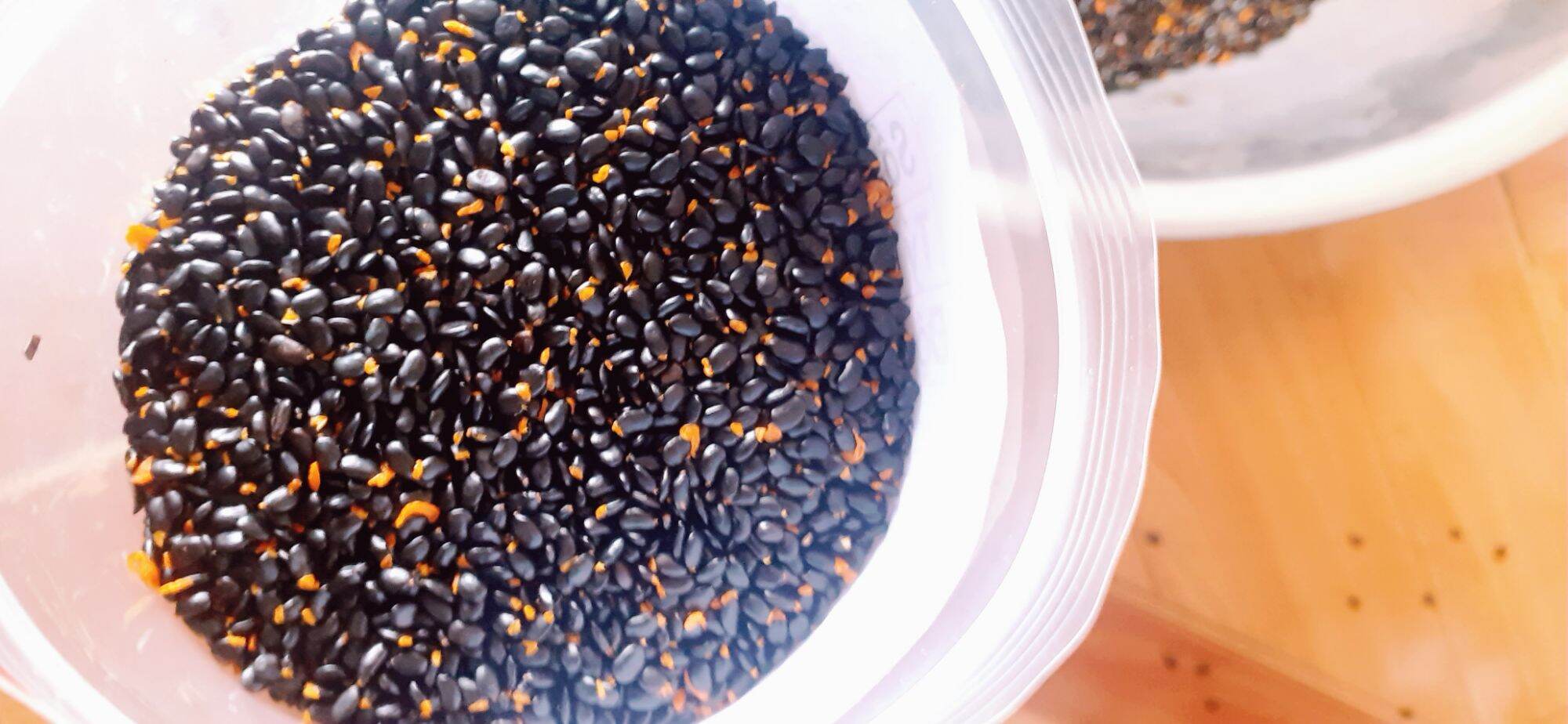 Hạt giống keo tai tượng trồng rừng - gói 100 gram