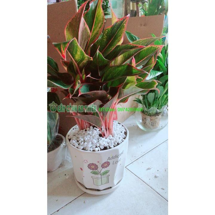 Chậu Cây Phú Quý