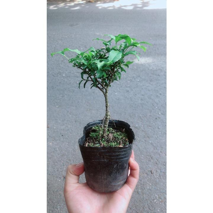 Sam Hương BonsaI