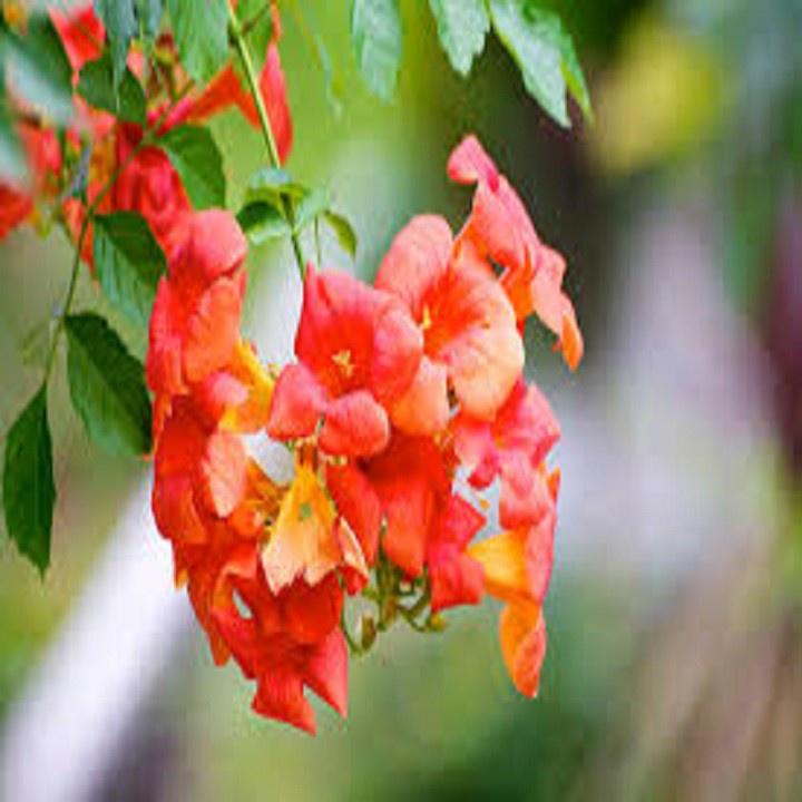 CHẬU CÂY DÂY LAN TIÊU - CÂY GIỐNG