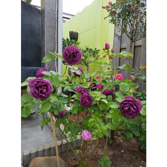 HẠT GIỐNG HOA HỒNG LAI TÍM: 5 HẠT/ GÓI -Pháp