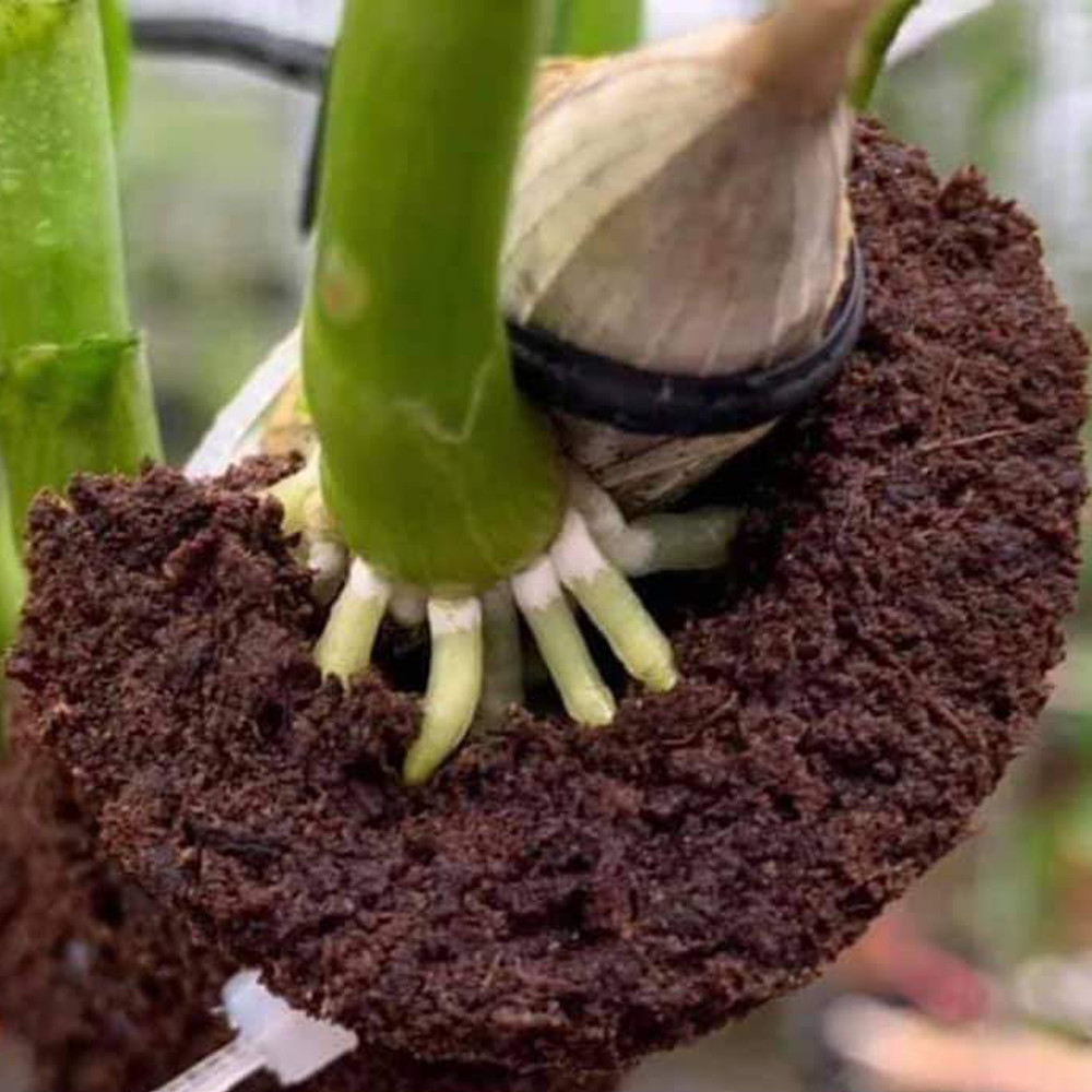 3 Mút hữu cơ ươm keiki lan