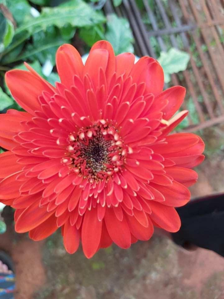 Hoa đồng tiền nguyên chậu đủ màu