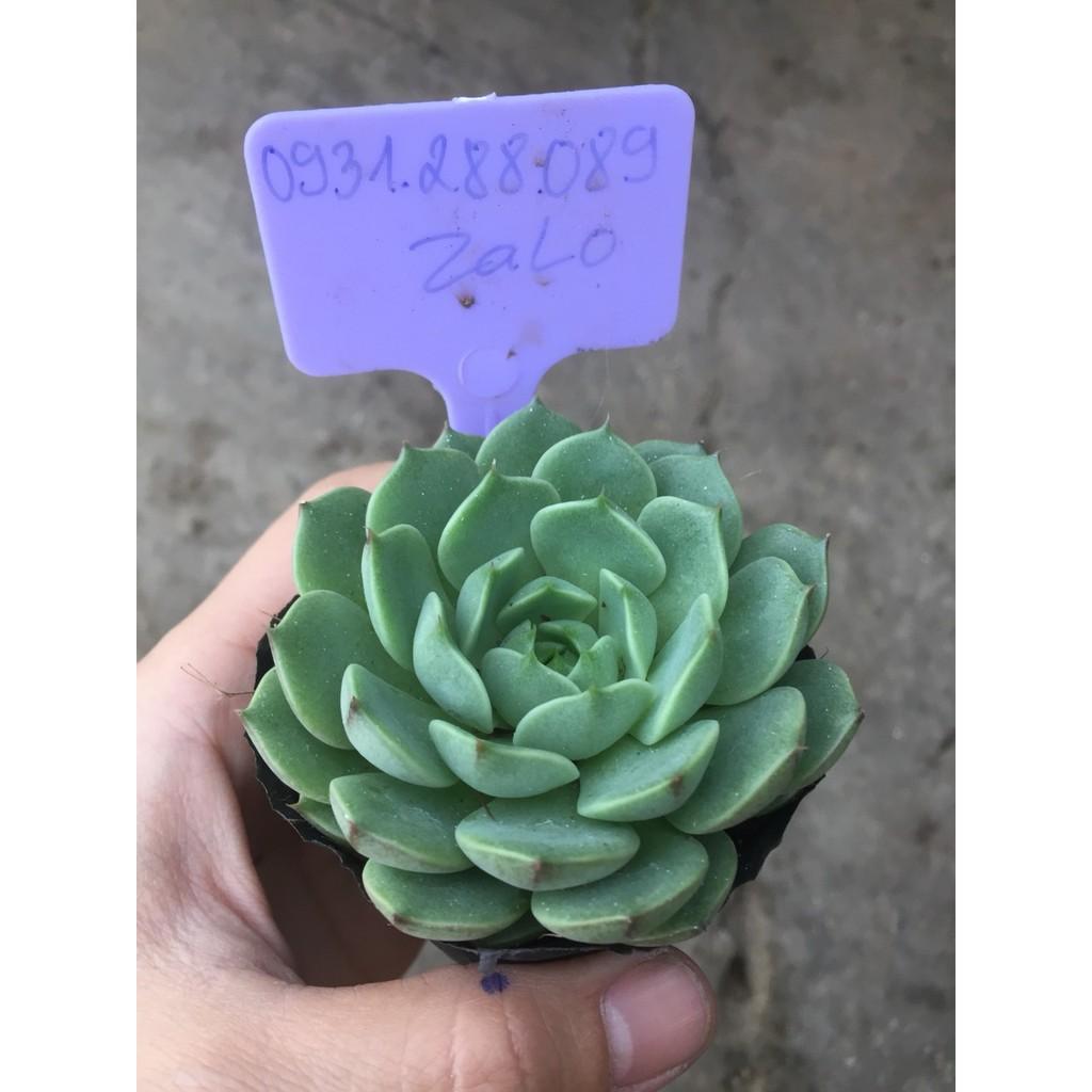 Cây sen đá vân mai 5-6cm_hàng sẵn
