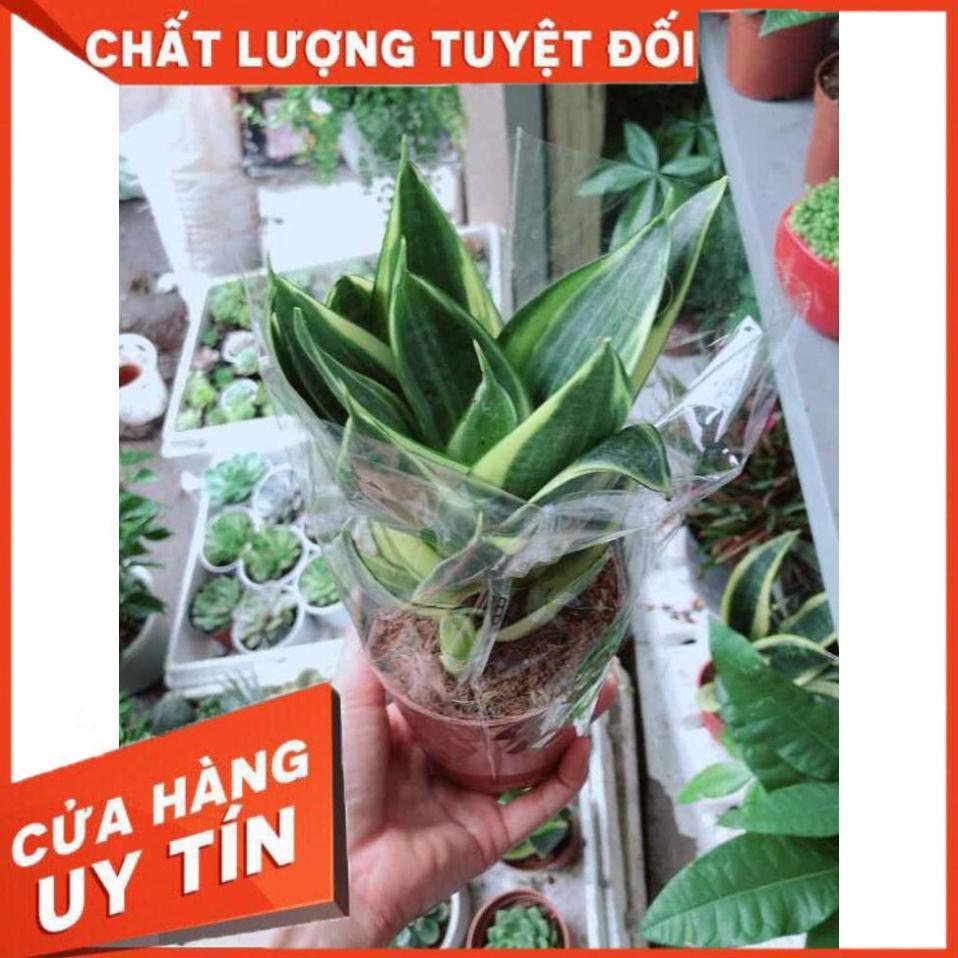 Lưỡi hổ thái búp sen Nhiều Người Mua