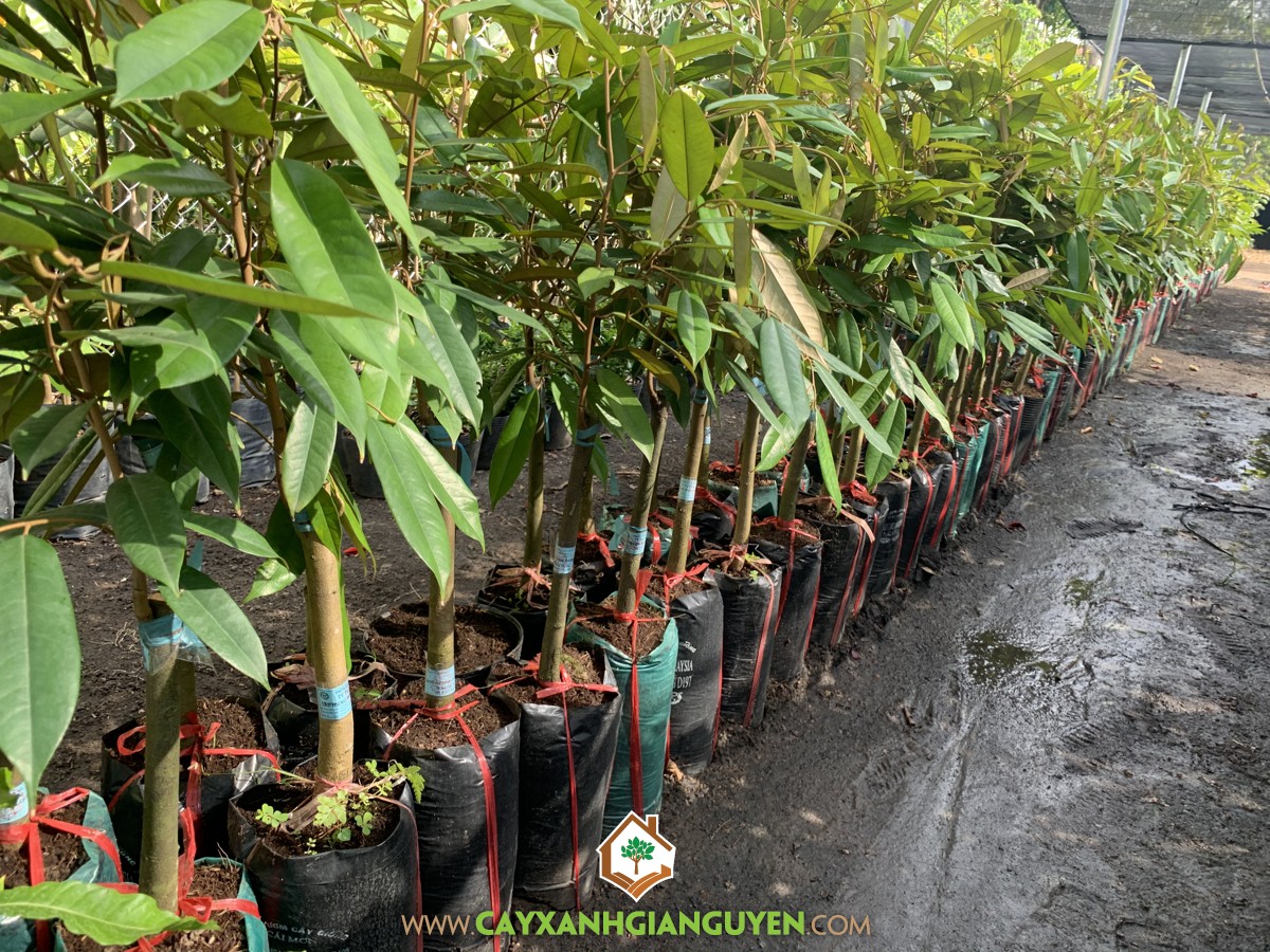 Giống Sầu Riêng Musangking Giống Chuẩn