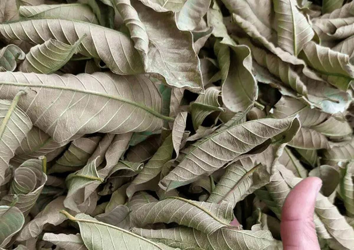 lá ổi non khô túi 1kg 500gram