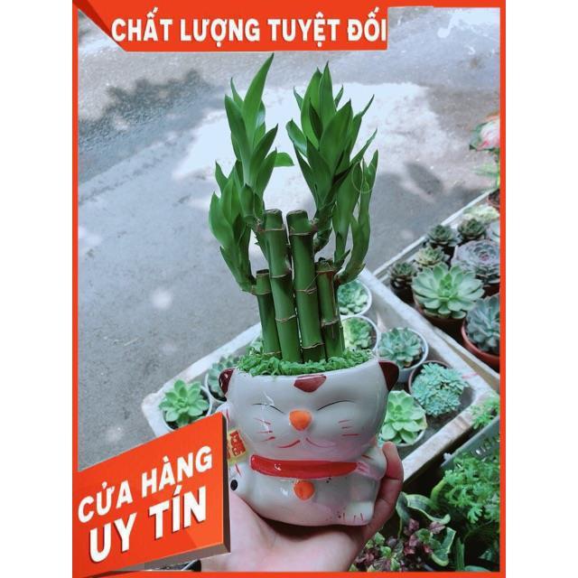 Chậu Trúc Phát Tài Mèo May Mắn