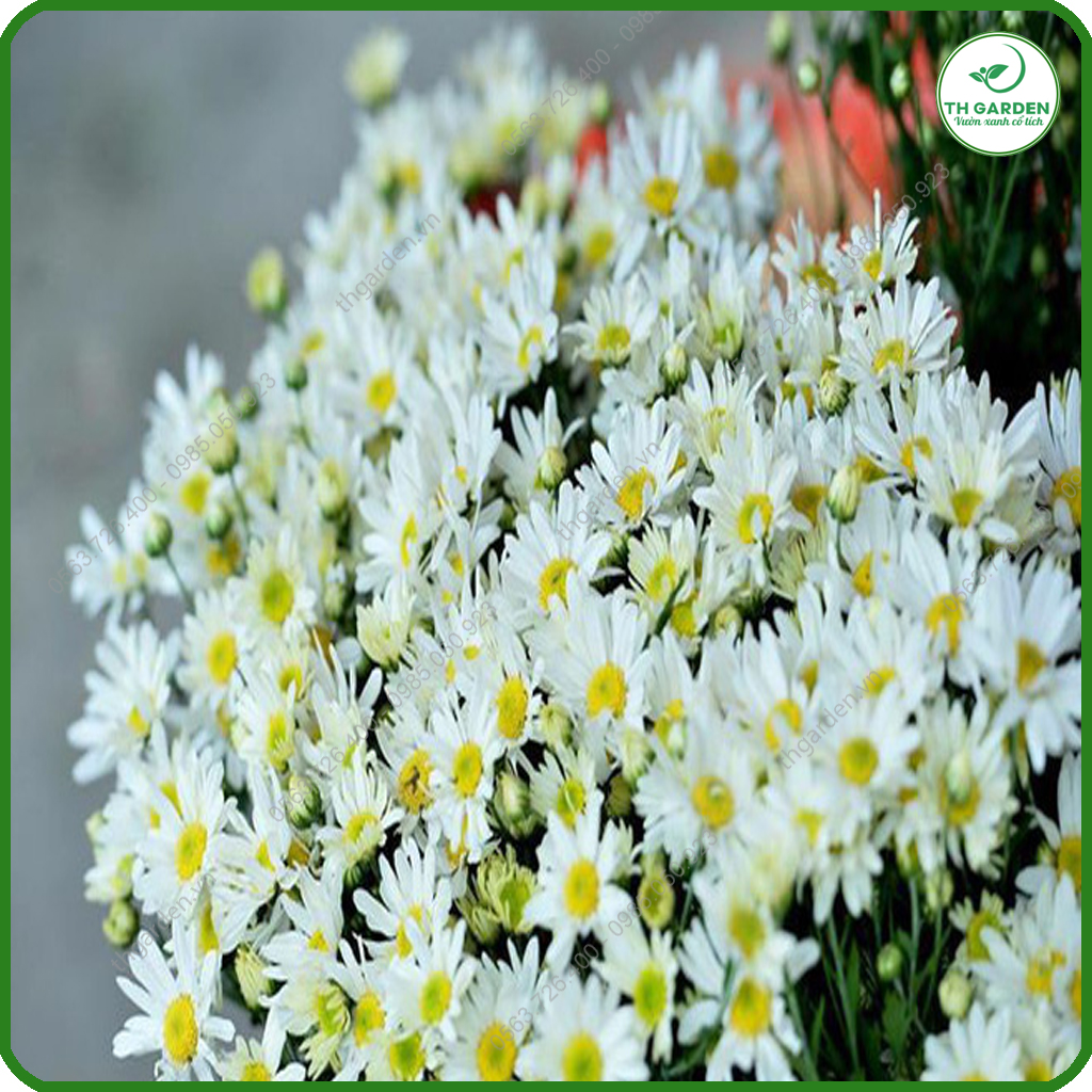Hạt Giống Hoa Cúc Họa Mi TH Garden - Hạt Giống Dễ Trồng Dễ Chăm Sóc, Hoa Thơm, Bền Màu, Lâu Tàn, Cánh To Đẹp