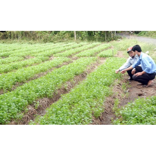 Hạt giống ngò bạc liêu 50gr -mùi ta, ngò rí, rau mùi - trồng quanh năm, dễ trồng -Nhà Nông Việt