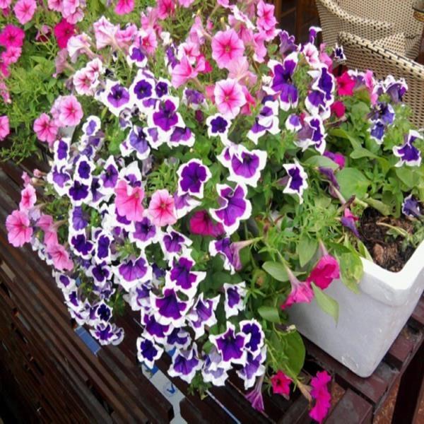 Bộ 12 loại hạt giống hoa dễ trồng