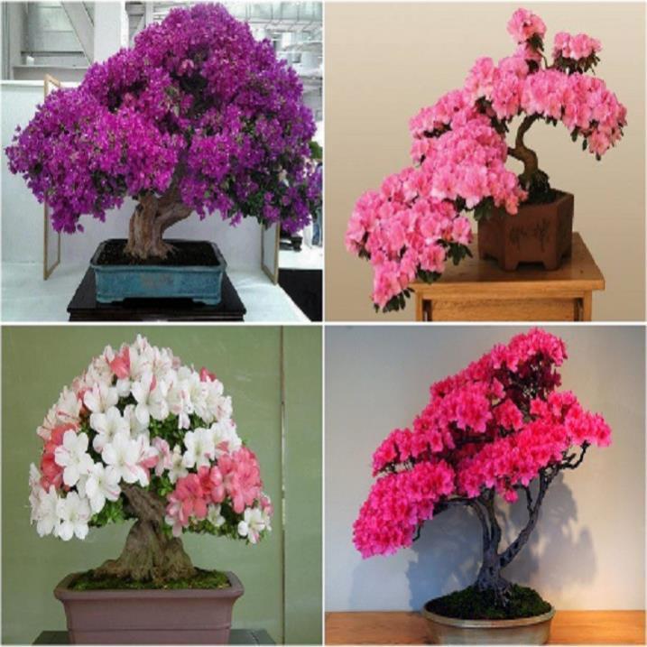 COMBO 10 CÂY GIỐNG HOA ĐỖ QUYÊN NHẬT BẢN ĐỦ MÀU