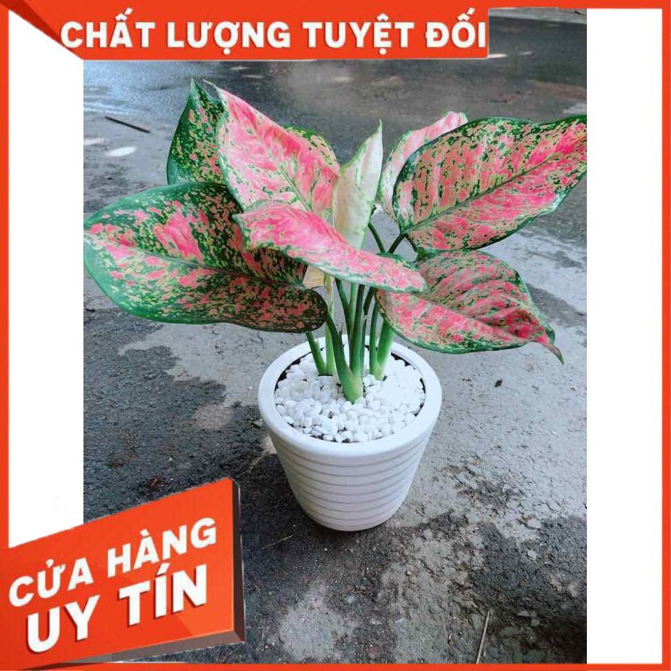 Chậu Vạn Lộc Nhiều Người Mua