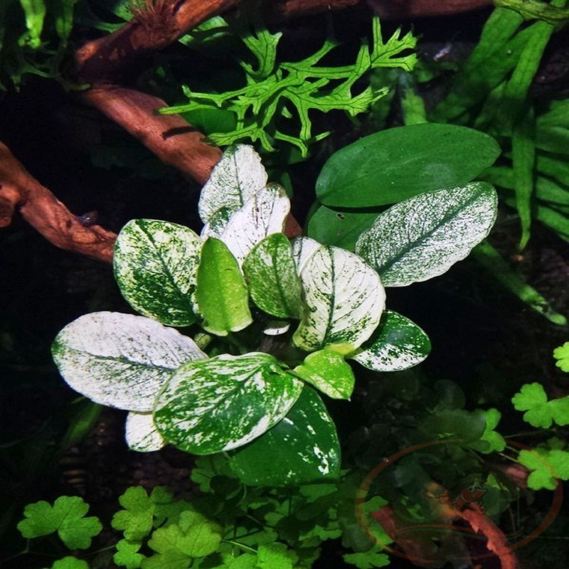 Ráy Anubias Nana Pinto bám giá thể lá nước trồng bể thủy sinh cá tép
