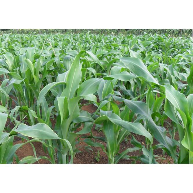 Hạt Cỏ Ngọt Lai Siêu Năng Xuất - gói 1kg