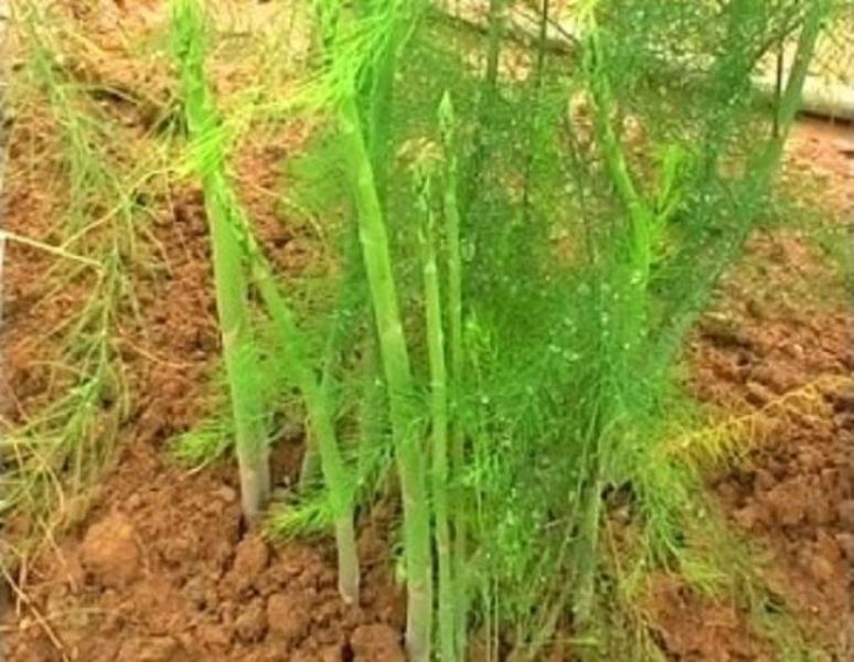 Hạt Giống Măng Tây Mỹ - 0.5gr/gói