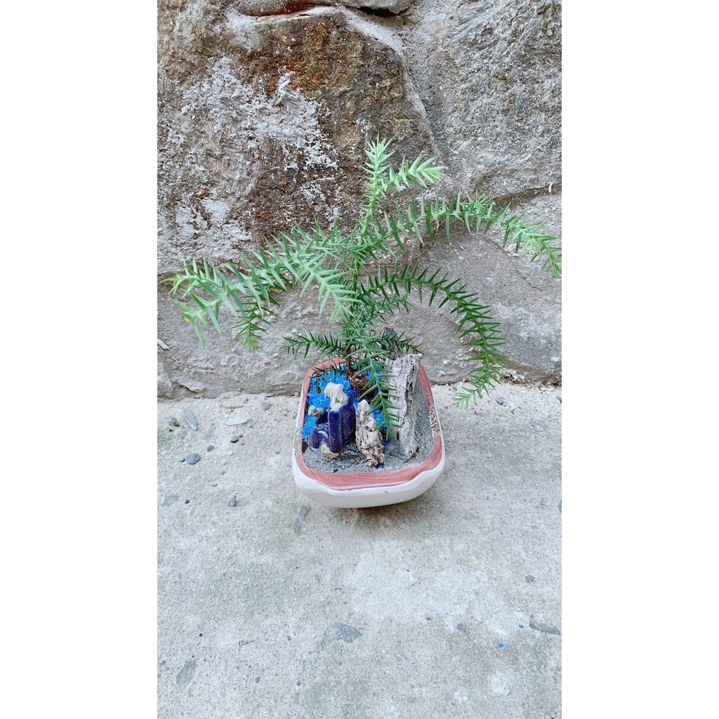 Chậu Tùng Bồng Lai