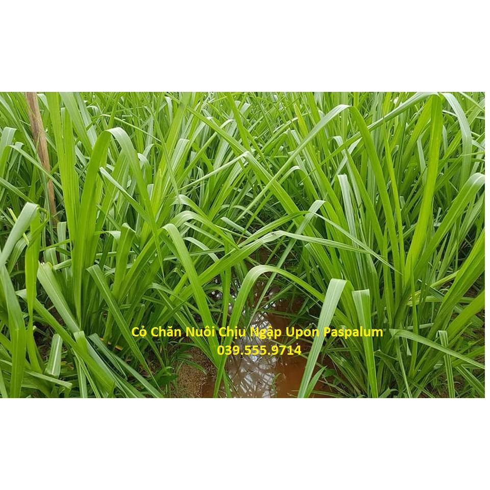 Hạt Cỏ Chăn Nuôi Chịu Ngập Upon Paspalum 200gam