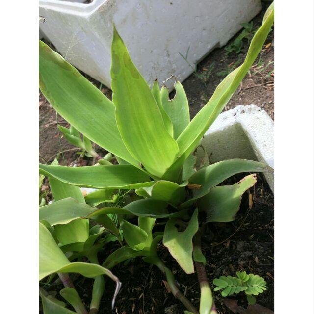 1kg cây lược vàng tươi sạch- hàng sạch nhà trồng