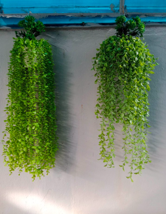 Chậu cây rủ , cụm dây leo rủ trang trí