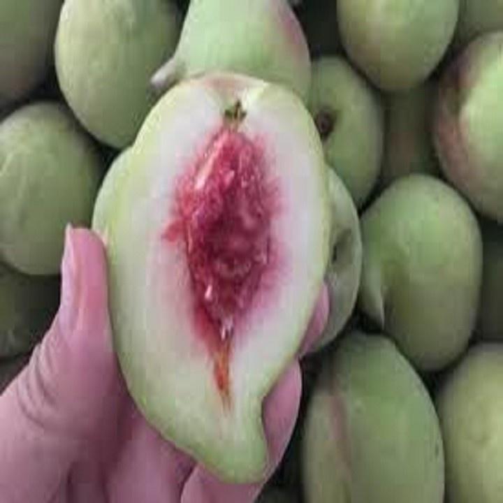 CÂY GIỐNG ĐÀO MỎ QUẠ SAPA