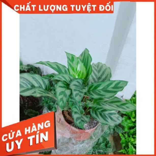 Chậu đuôi công xanh lá nhỏ