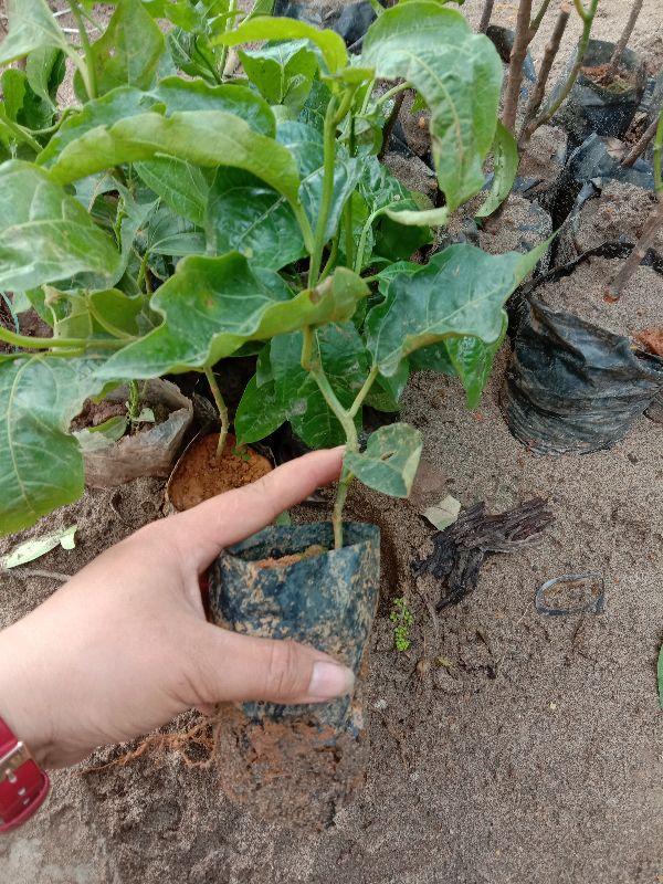 2Cây giống Chanh leo quả tím cây đẹp chuẩn giống