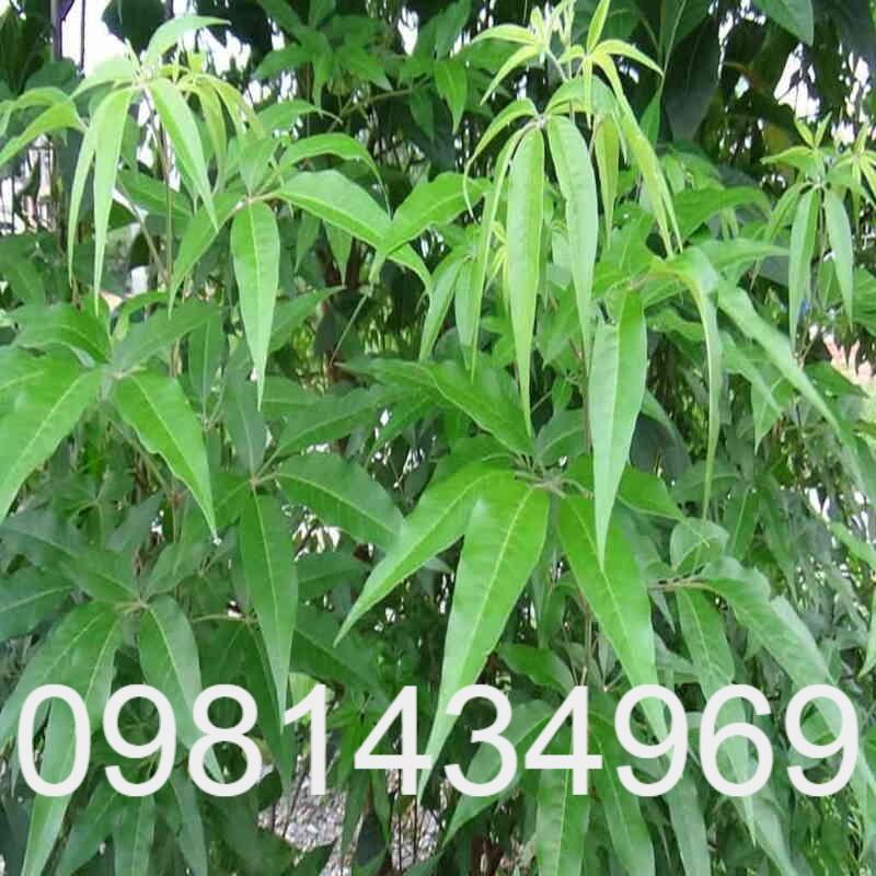 Cây Ngũ Trảo Giống Khỏe Mạnh