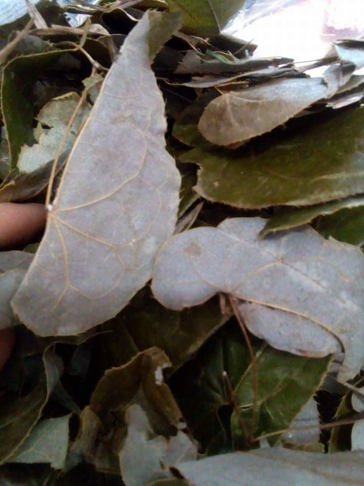 Cây dâm dương hoắc - Lá dâm dương hoắc khô 200gr
