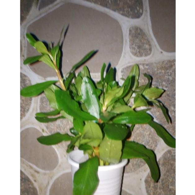 Cây Hồng liễu - Cây cắt cắm - Cây thủy sinh trung cảnh hậu cảnh