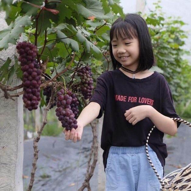 Cây Giống Nho Hạ Đen Không Hạt