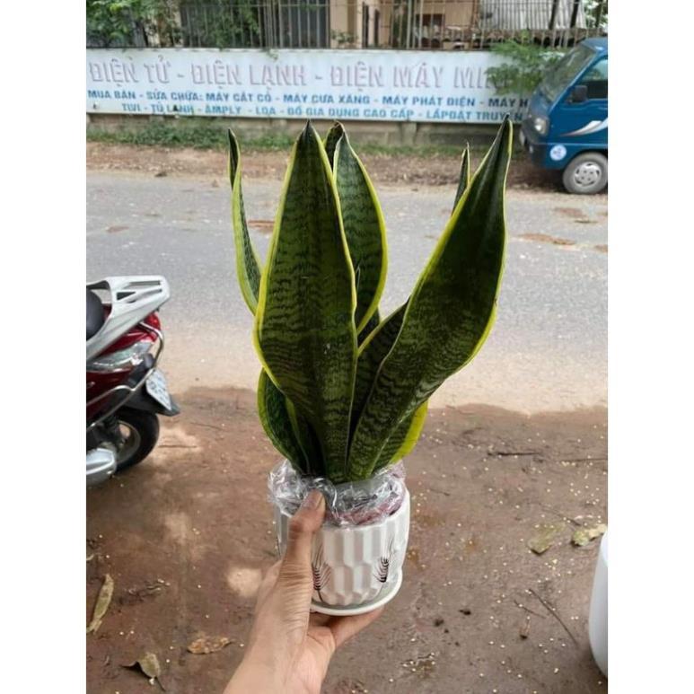 Sản phẩm CÂY LƯỠI HỔ MI NI