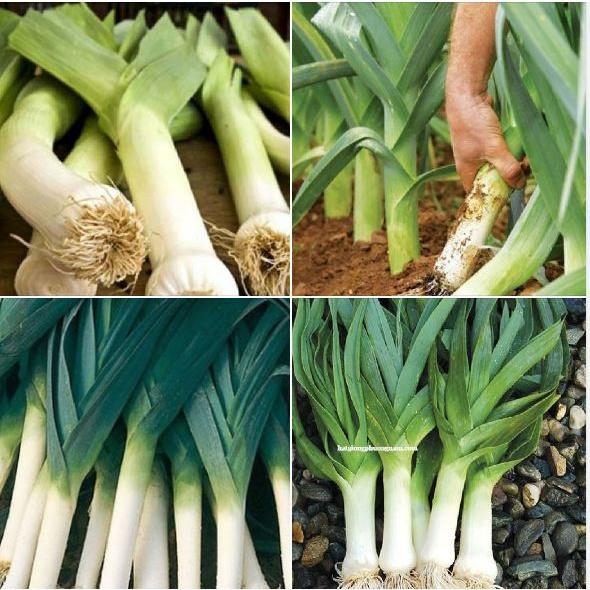 Hạt Giống Hành Baro,Tỏi Tây-gói 1gr/tặng kèm gói phân bón lót