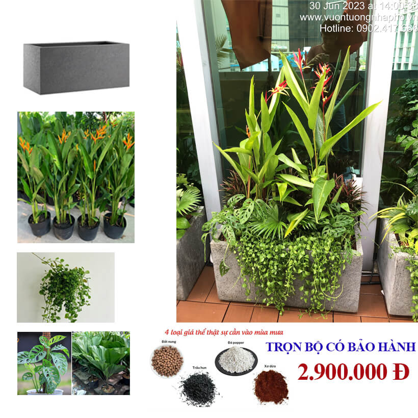 Chậu Đá Mài Cây Xanh Ban Công size lớn gồm Chậu, cây xanh, đất trồng và phân bón với thời gian bảo hành 2 tháng
