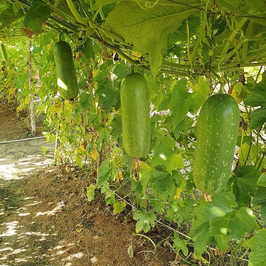 Hạt giống bí đao chanh SINTA gói 0,2gr - Sai trái kháng bệnh tốt