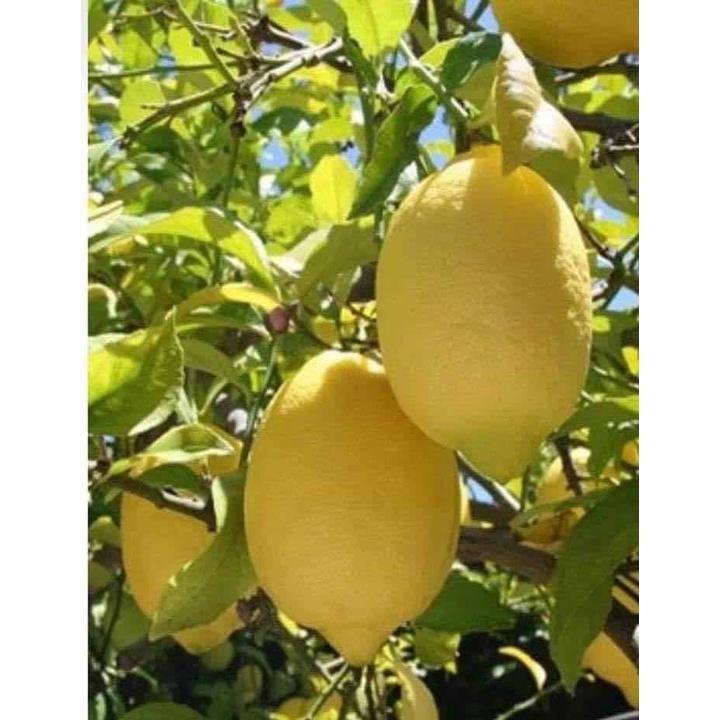 Cây giống Chanh vàng Mỹ, cây trồng được ở miền nam, cho trái màu vàng đẹp, cây ghép nhanh có trái