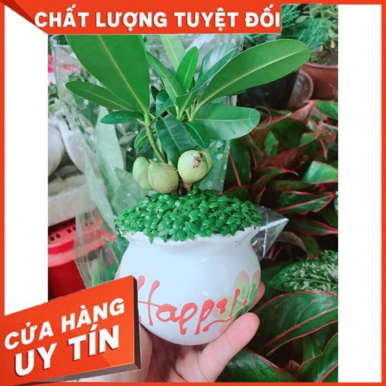 Chậu cây may mắn Nhiều Người Mua
