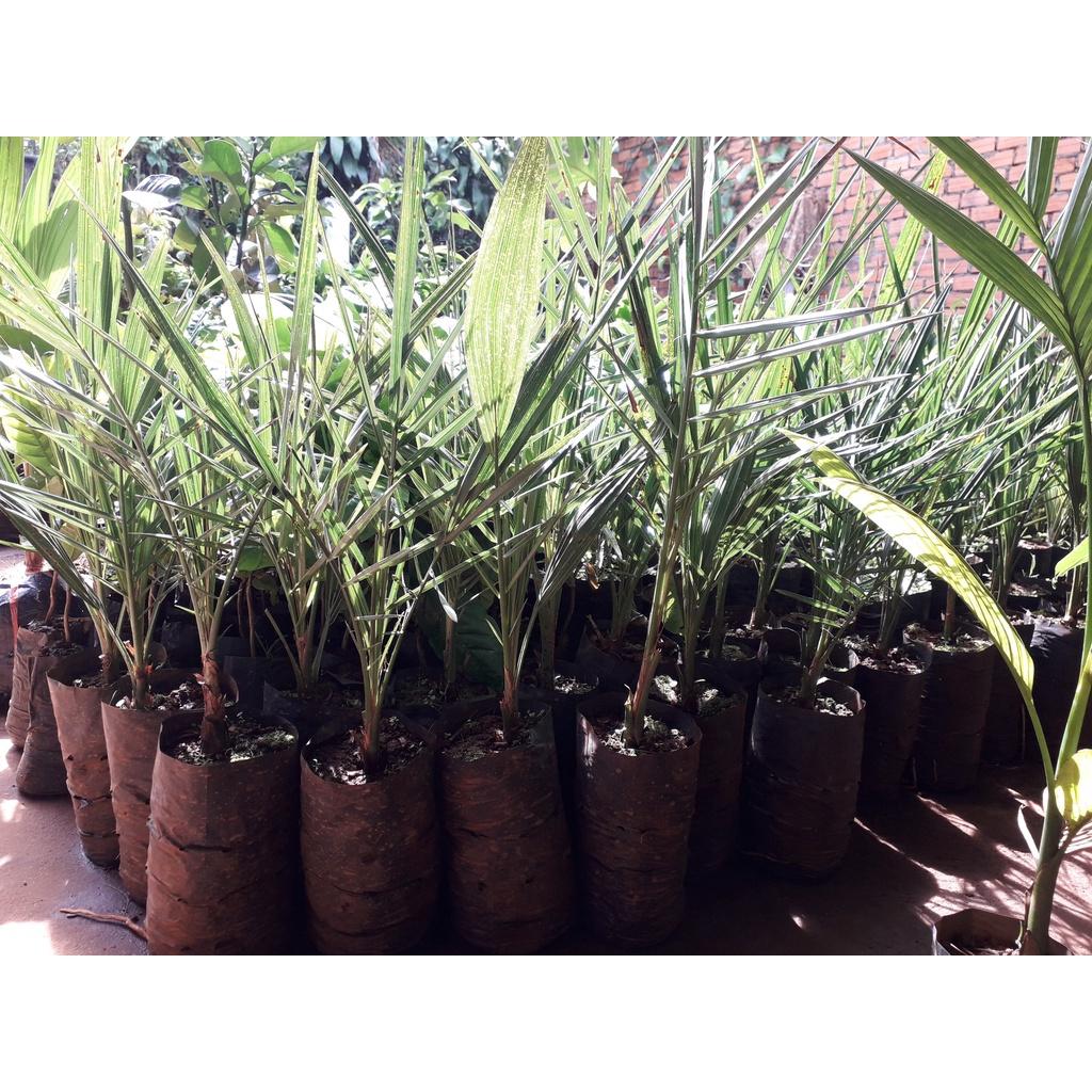 Cây giống  CHÀ LÀ NAM MỸ ( GIỐNG ĐANG RA LÁ THẬT NHƯ HÌNH- CÂY ƯƠM ĐƯỢC 3 NĂM, BẦU TO  ]