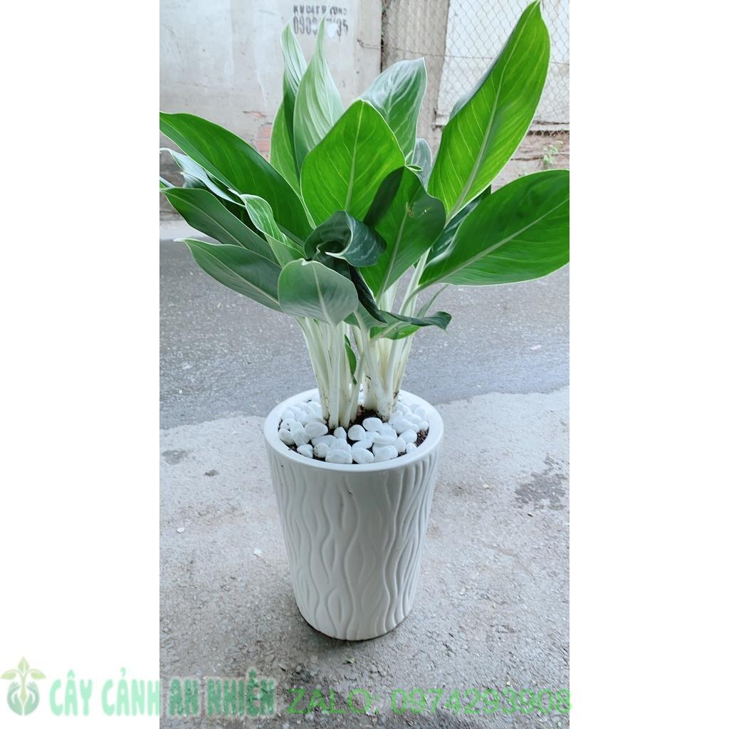 Chậu Cây Bạch Mã Hoàng Tử