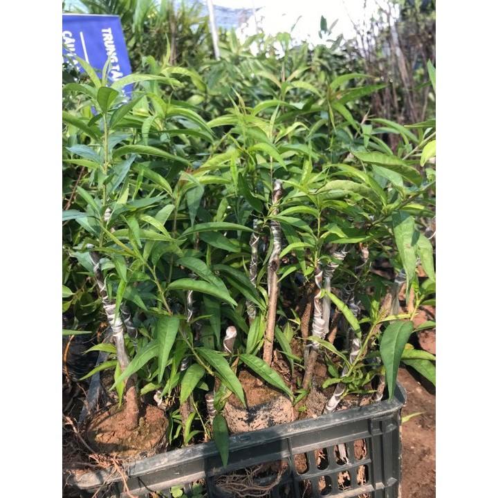 COMBO 5 CÂY HOA ĐÀO GIỐNG 99K