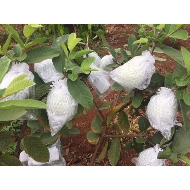 1 kg XỐP BỌC ỔI ĐẦY ĐỦ