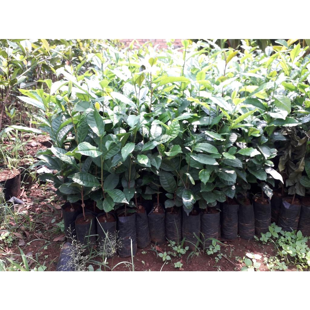 Cây giống Chè Xanh Thái Nguyên. .