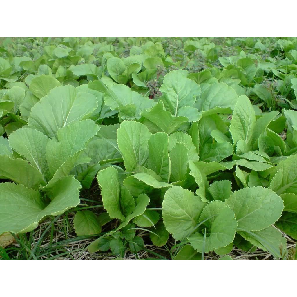 Hạt Giống Cải Bẹ Xanh Mỡ gói 20gr, hat giong rau sach thuy canh