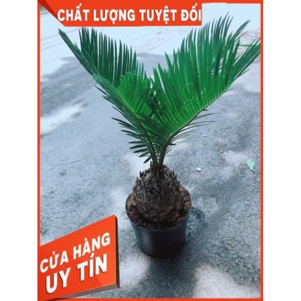 Cây Vạn Tuế